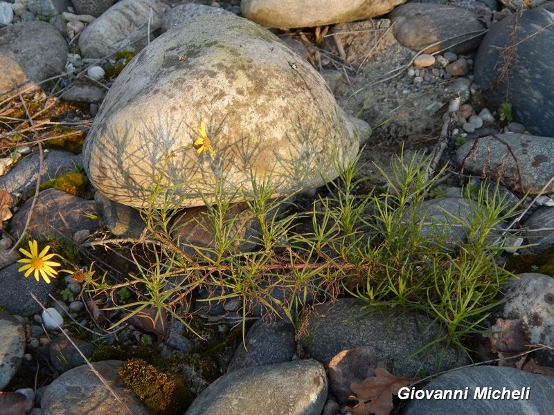 Senecio inaequidens